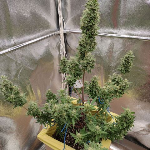 Royal Bluematic growlog timeline photo