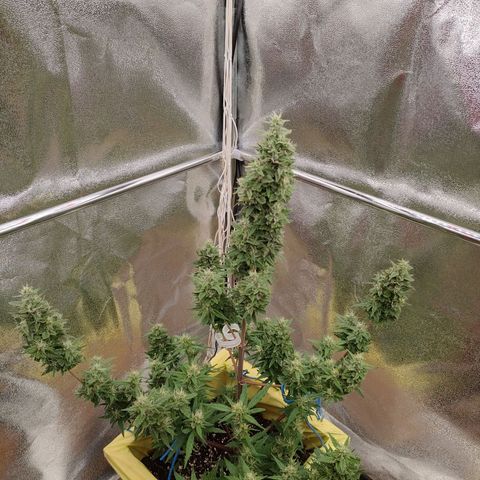 Royal Bluematic growlog timeline photo