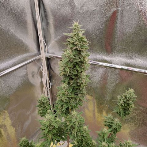 Royal Bluematic growlog timeline photo