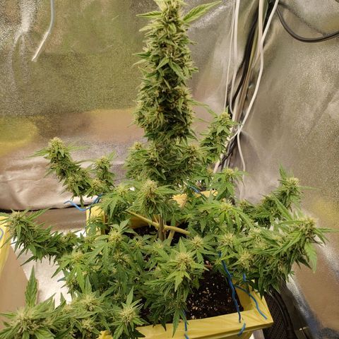 Royal Bluematic growlog timeline photo