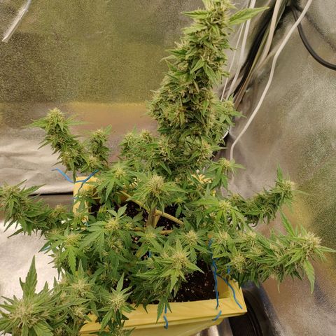 Royal Bluematic growlog timeline photo