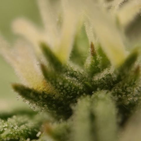 Royal Bluematic growlog timeline photo