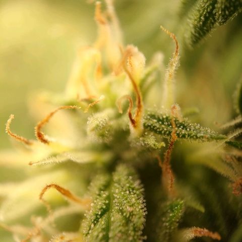Royal Bluematic growlog timeline photo