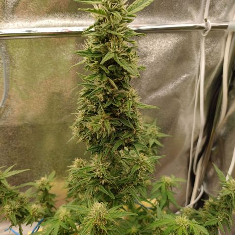 Royal Bluematic growlog timeline photo