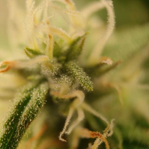 Royal Bluematic growlog timeline photo