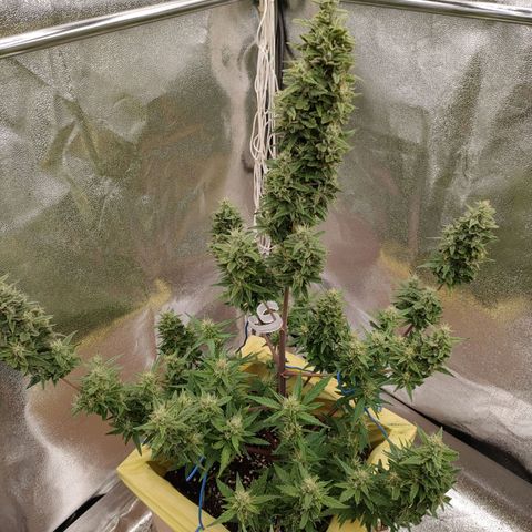 Royal Bluematic growlog timeline photo