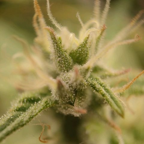 Royal Bluematic growlog timeline photo