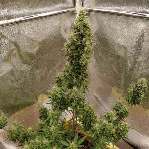 Royal Bluematic growlog timeline photo
