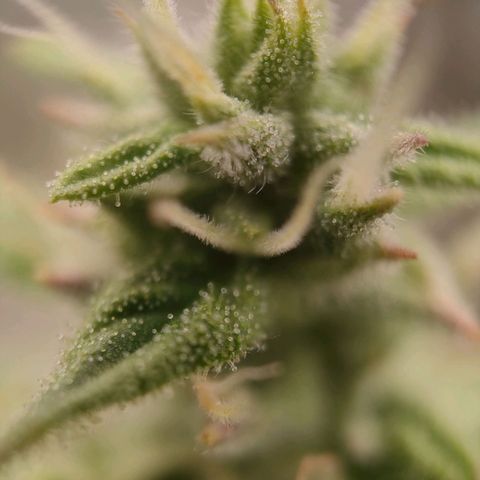 Royal Bluematic growlog timeline photo