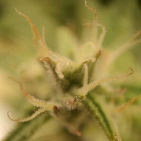 Royal Bluematic growlog timeline photo