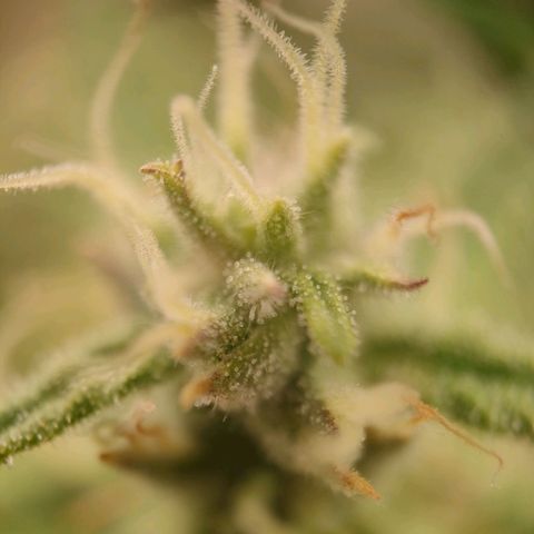 Royal Bluematic growlog timeline photo
