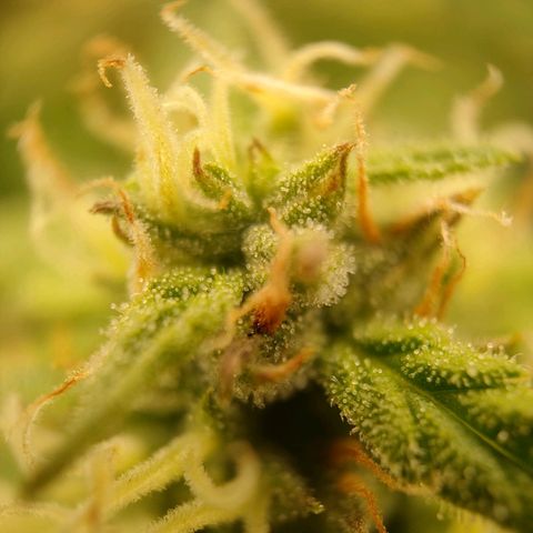 Royal Bluematic growlog timeline photo