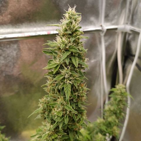 Royal Bluematic growlog timeline photo