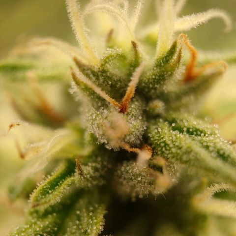 Royal Bluematic growlog timeline photo