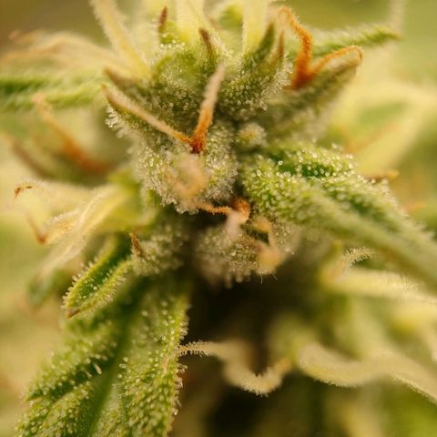 Royal Bluematic growlog timeline photo
