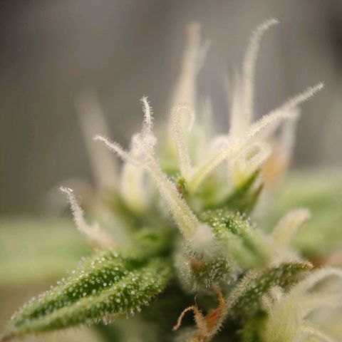 Royal Bluematic growlog timeline photo