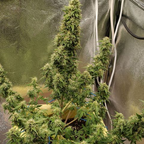 Royal Bluematic growlog timeline photo