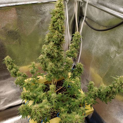 Royal Bluematic growlog timeline photo