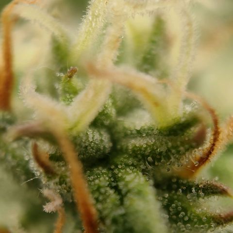 Royal Bluematic growlog timeline photo