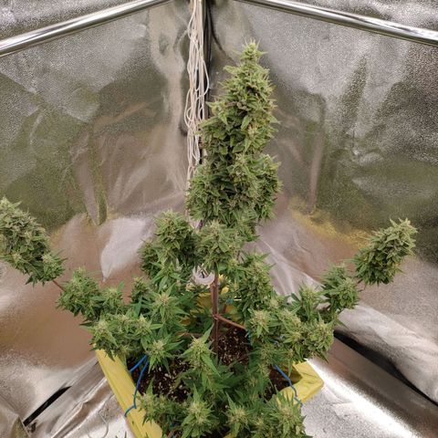 Royal Bluematic growlog timeline photo