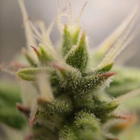 Royal Bluematic growlog timeline photo