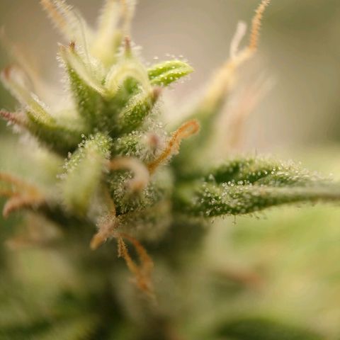 Royal Bluematic growlog timeline photo
