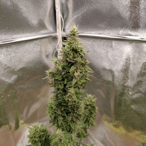 Royal Bluematic growlog timeline photo