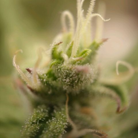 Royal Bluematic growlog timeline photo