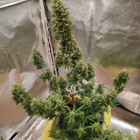 Royal Bluematic growlog timeline photo