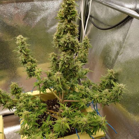 Royal Bluematic growlog timeline photo