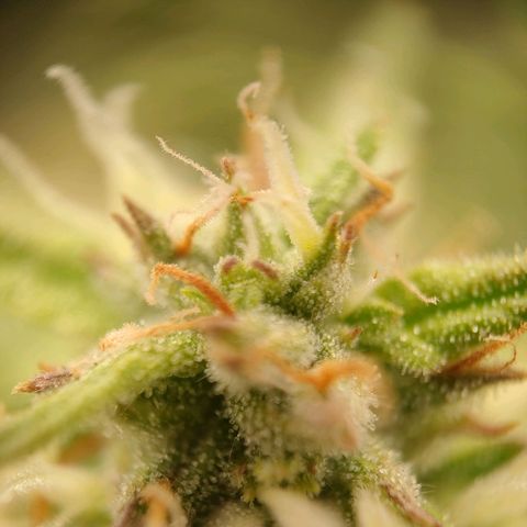 Royal Bluematic growlog timeline photo