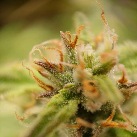Royal Bluematic growlog timeline photo