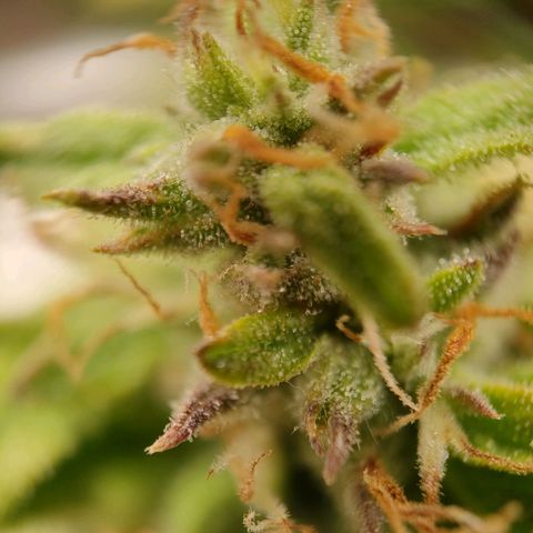 Royal Bluematic growlog timeline photo