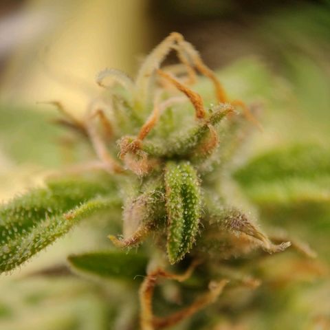 Royal Bluematic growlog timeline photo