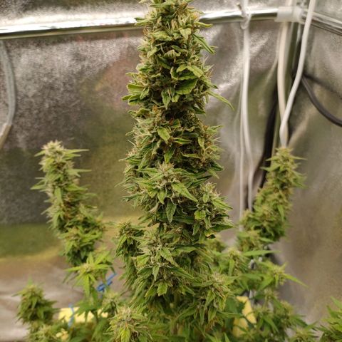 Royal Bluematic growlog timeline photo