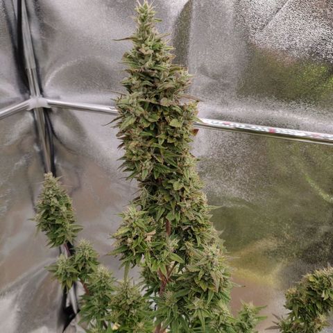 Royal Bluematic growlog timeline photo