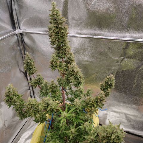 Royal Bluematic growlog timeline photo
