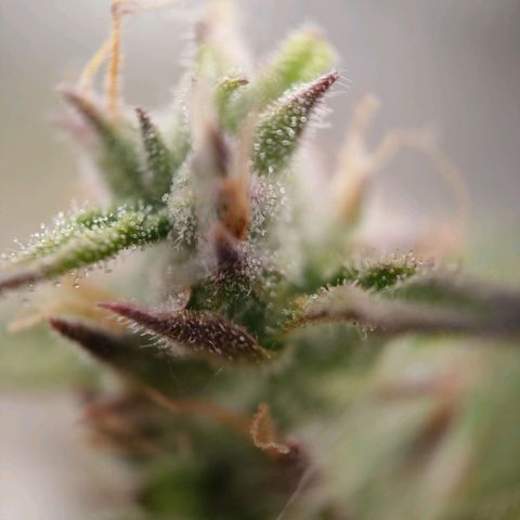 Royal Bluematic growlog timeline photo