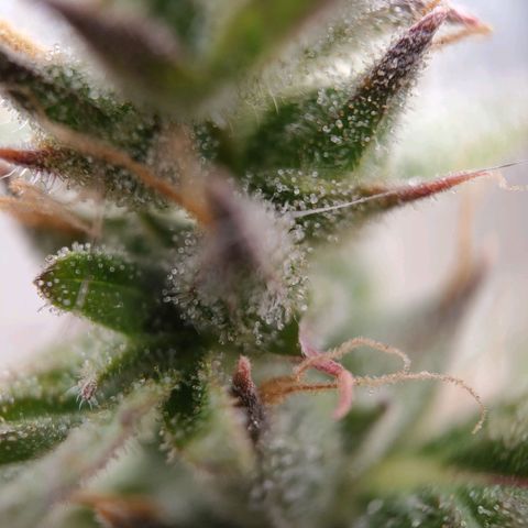Royal Bluematic growlog timeline photo