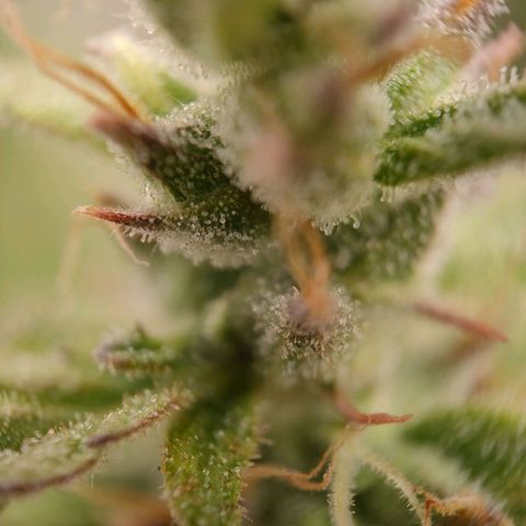 Royal Bluematic growlog timeline photo