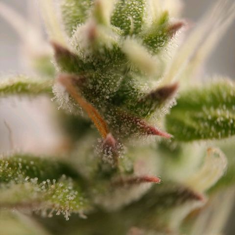 Royal Bluematic growlog timeline photo
