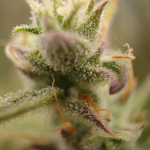 Royal Bluematic growlog timeline photo