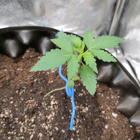 Wedding Cake Automatic growlog timeline photo
