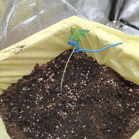 Royal Runtz Automatic growlog timeline photo