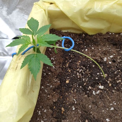 Purple Queen Automatic growlog timeline photo
