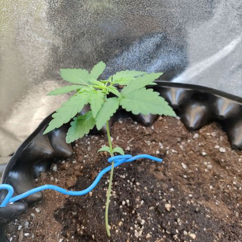 Wedding Cake Automatic growlog timeline photo