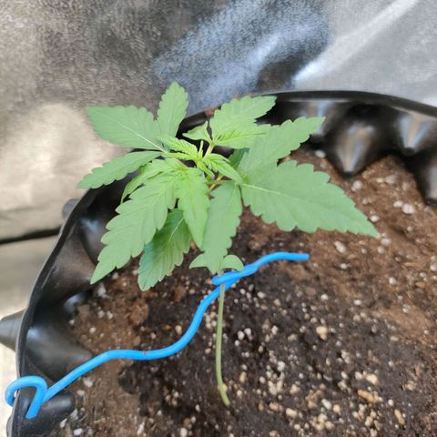 Wedding Cake Automatic growlog timeline photo