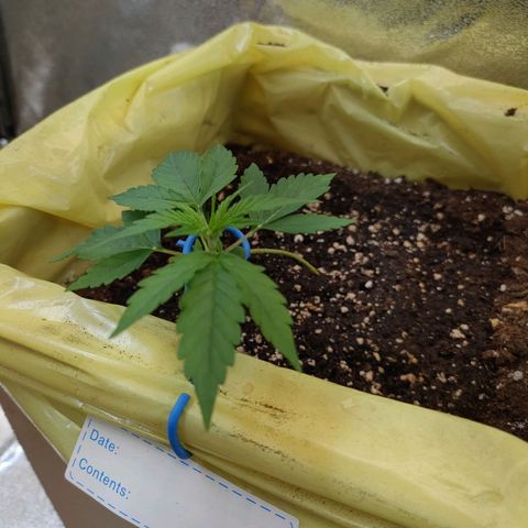 Purple Queen Automatic growlog timeline photo