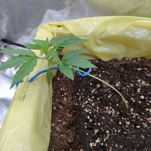 Purple Queen Automatic growlog timeline photo