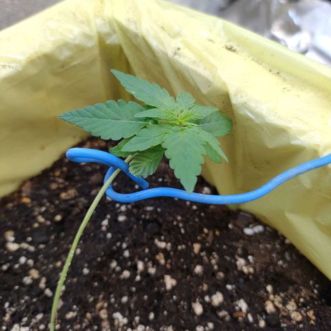 Royal Runtz Automatic growlog timeline photo